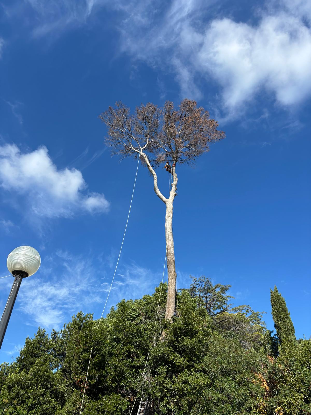 Paysagiste à Nice pour entretien de jardin