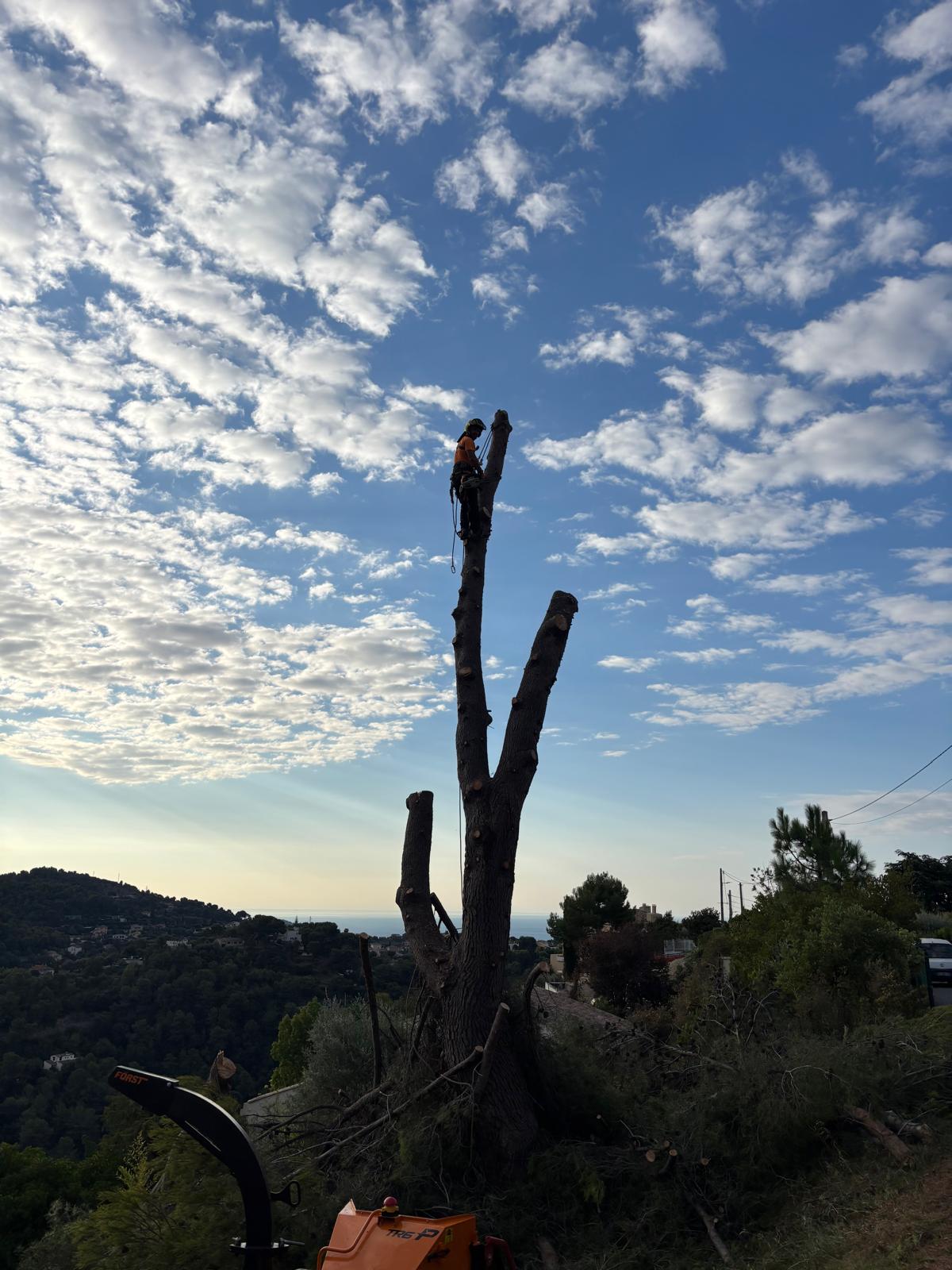 Abattage d'arbre à Nice