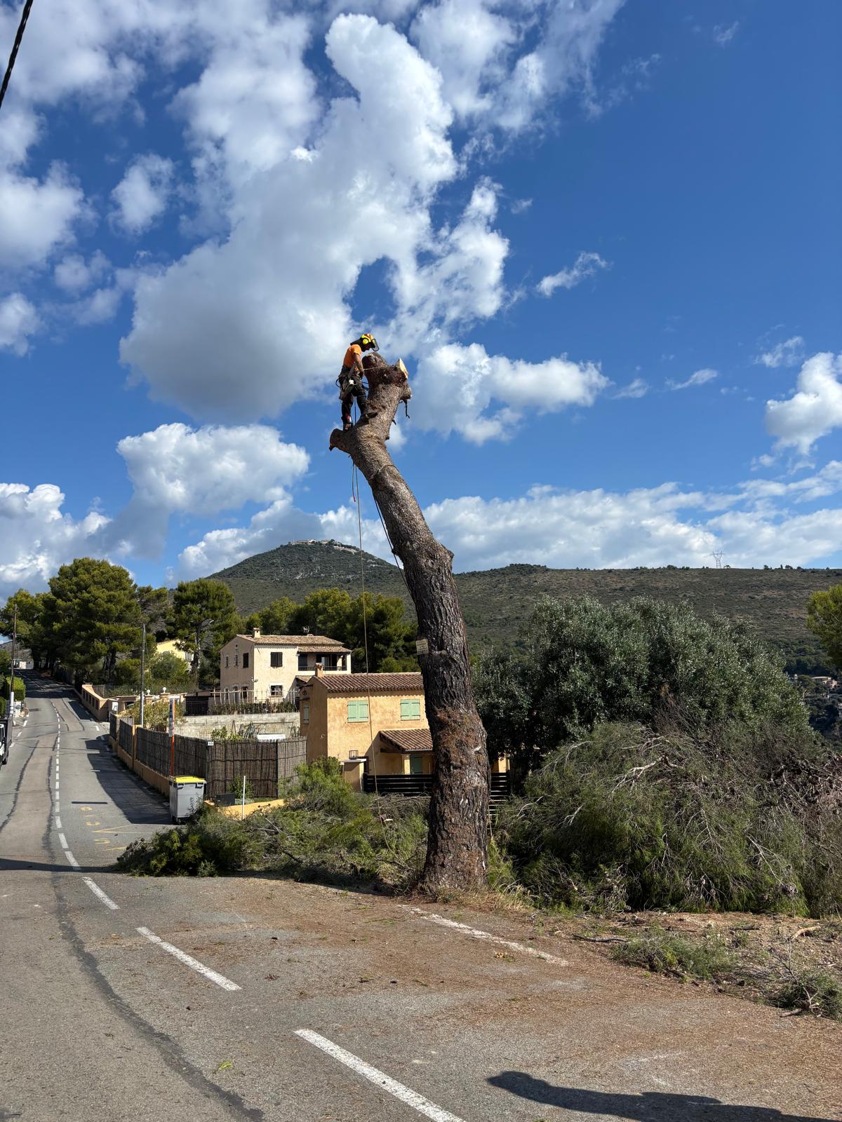 Abattage sécurisé d'arbre à Nice