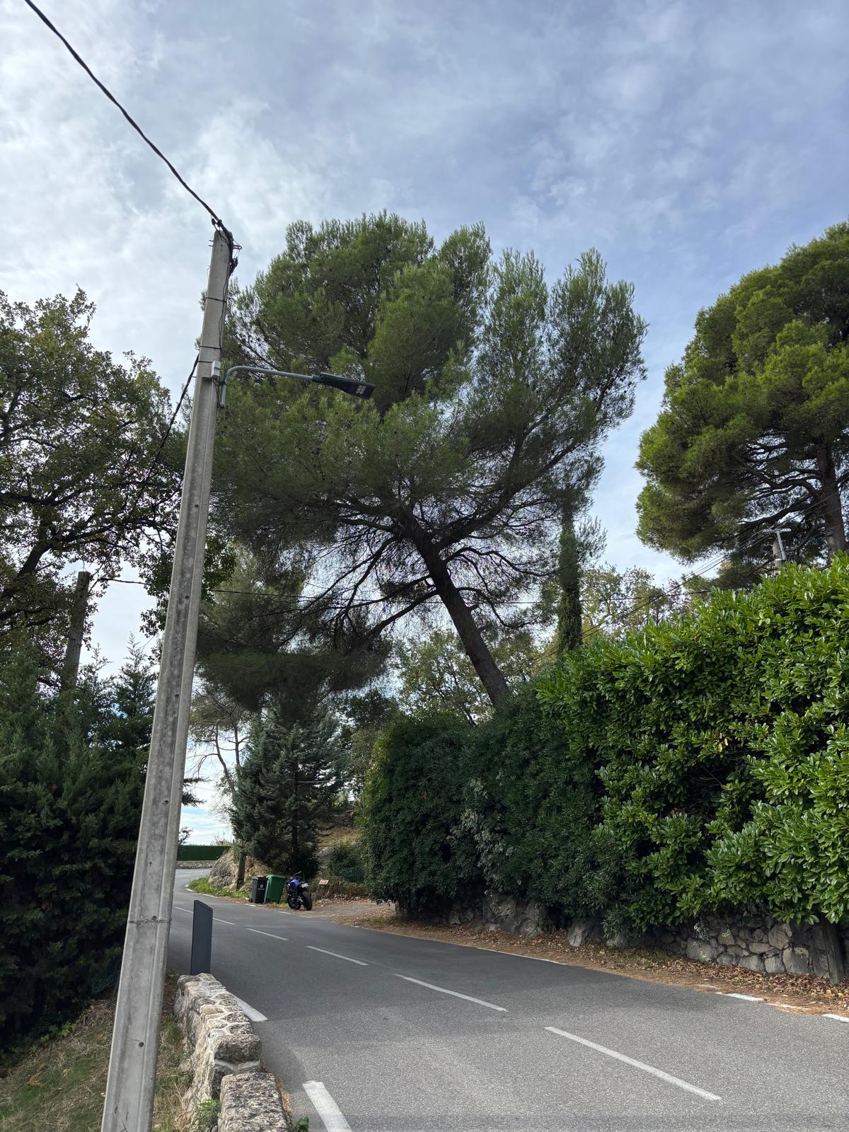 Taille de haie à Nice