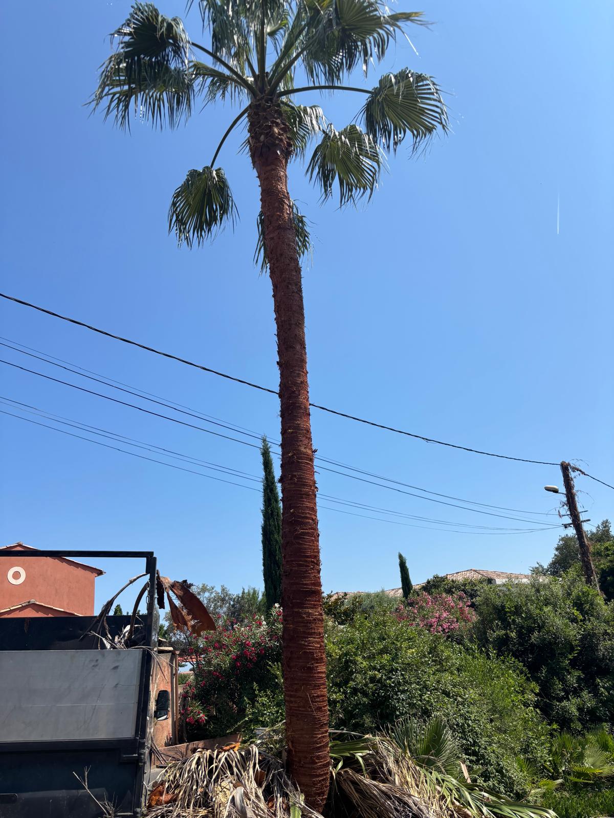 Élagage Nice intervention sur arbre