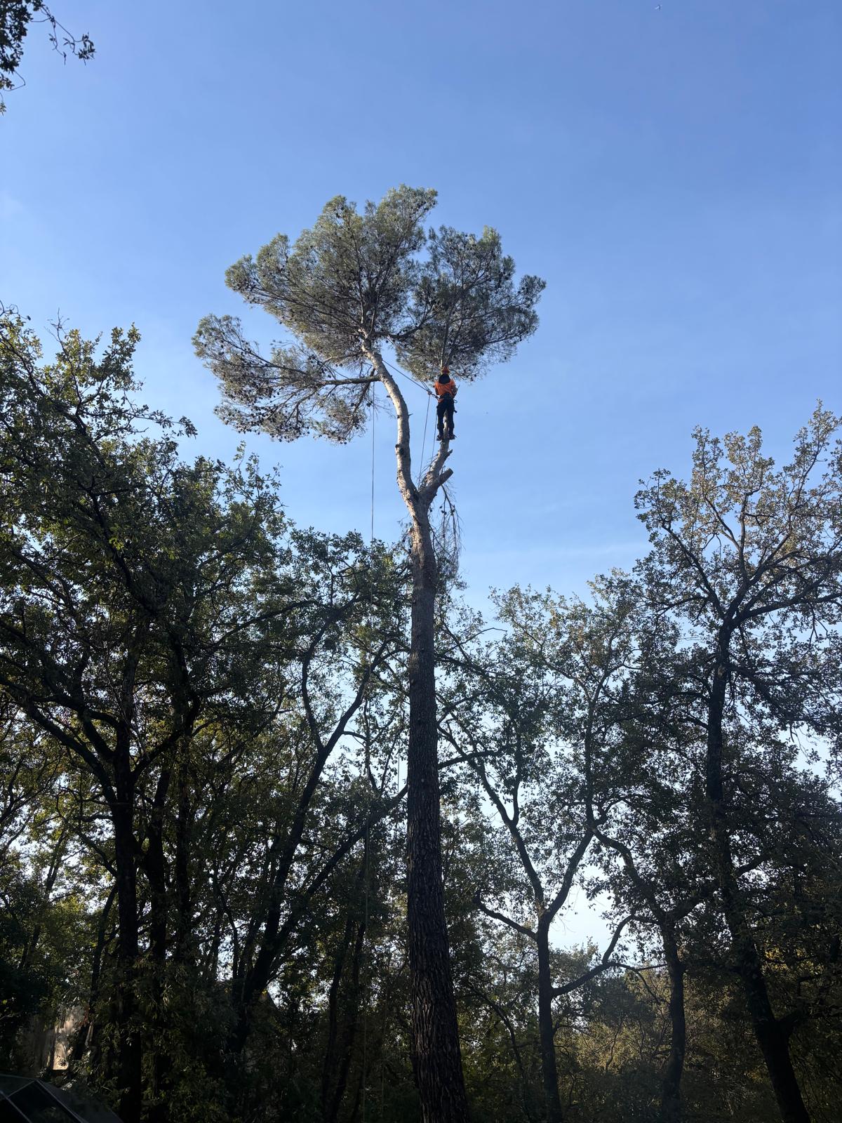 Élagage de grand arbre à Nice