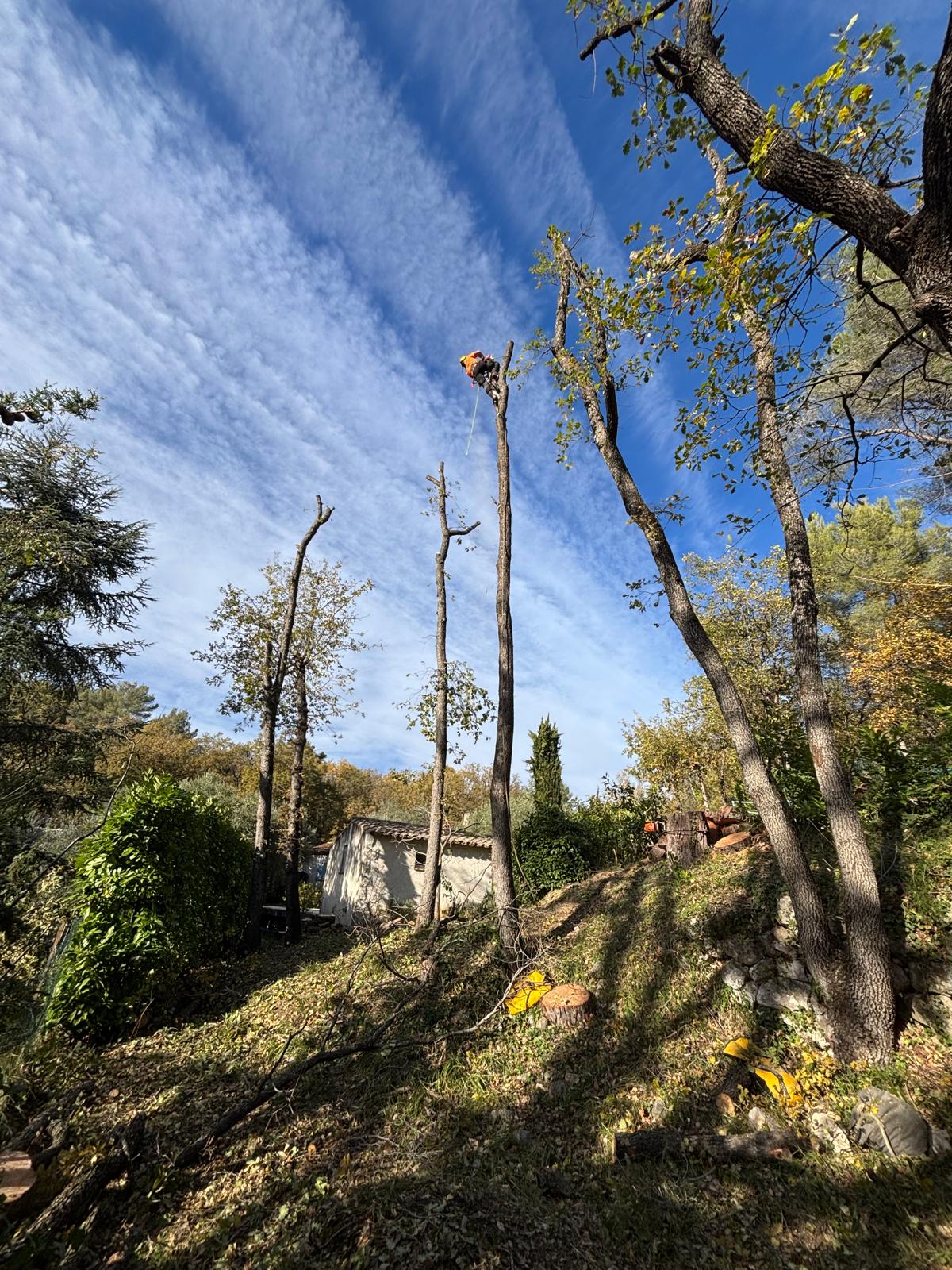 Travaux en hauteur pour élagage Nice