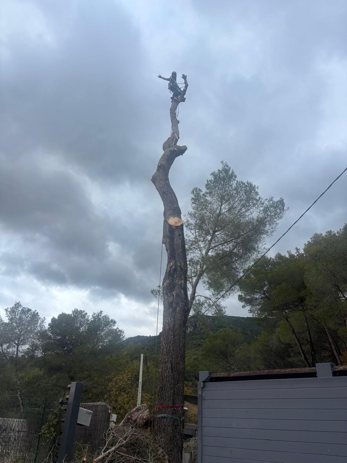 Élagage de grand arbre à Nice